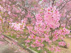 -天适樱花悠乐园