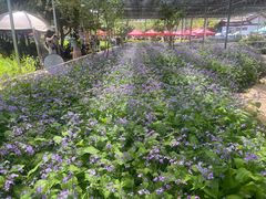 -洛阳市隋唐城遗址植物园