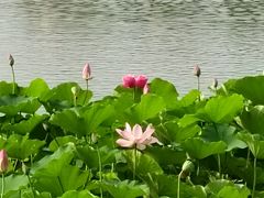 -莲花池公园