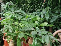 -秦美花卉(天朗·莱茵小城2期店)