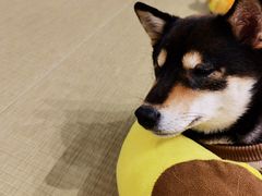 -逗柴咖啡屋·狗咖猫咖宠物桌游