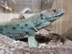 -酷以爬仙阁实体爬宠店·守宫·蜥蜴·专业繁育