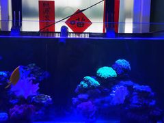 -东方名猫馆·英短金渐层布偶猫舍(环线广场1号楼店)