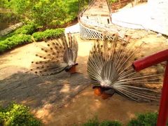 -燕塞湖鸟语林景区