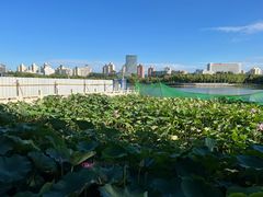 -莲花池公园