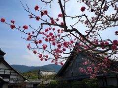 -醍醐寺