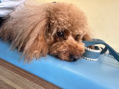 -萌兽医馆·犬猫专科·眼科中心·宠物医院(朝阳门分院)