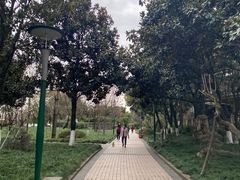 -神仙树公园