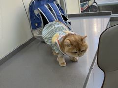 -爱佳宠物中心医院24H·CT·骨外科·猫专科(瑶海万达店)