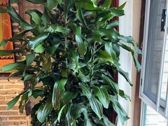 -慢丽江·云南野生菌土鸡锅(付家庄店)