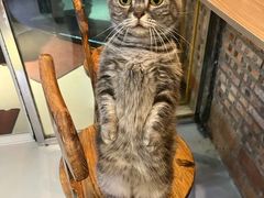 -豆逗聊愈猫阁Easy Life