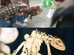-中国西峡恐龙遗迹园