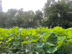 -莲湖公园