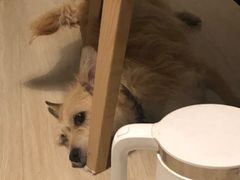 -北京观赏动物医院·24小时大型综合·猫专科·异宠专科