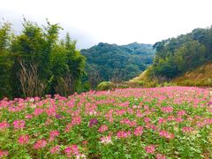-广州市石门国家森林公园