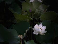 -黄兴公园