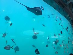 -瑞德姆美人鱼海底演艺主题餐厅(亚龙湾店)