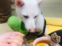 -逗柴咖啡屋·狗咖猫咖宠物桌游