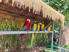 -西霞口神雕山野生动物世界