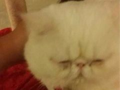iphone_upload_pic-萌喵宠狗爱心宠咖