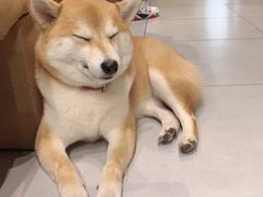 -柴务处·柴犬主题狗咖