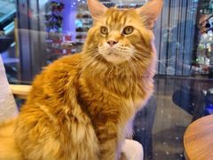 -藏猫猫咖啡主题馆(中央大道店)