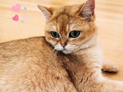 -猫咪派对(江南西店)
