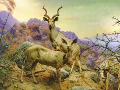 -美国自然历史博物馆