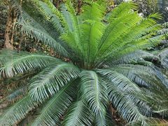 -深圳仙湖植物园