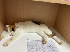 -谐和益家动物医院·免疫绝育·血液透析·宠保定点医院(高新伊藤分院)