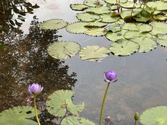 -云溪植物园