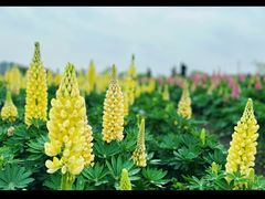 -径山花海