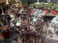 -龙大花卉苗木市场