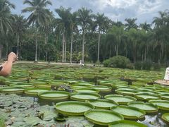 -中国科学院西双版纳热带植物园