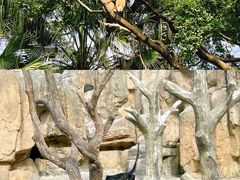 -深圳野生动物园