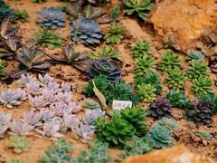 -南通洲际绿博园