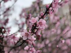 -南汇桃花村