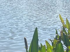 -飞来湖湿地公园