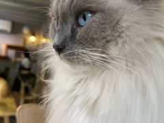 -豆逗聊愈猫阁Easy Life
