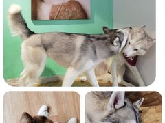 -Husky Go! 哈士奇体验馆·宠物咖啡厅狗咖