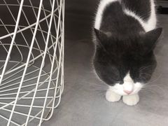 -猫儿山۰猫主题餐厅