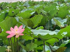 -荔湾湖公园