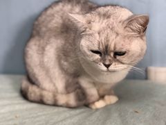 -喵的天空名猫咖啡馆·撸猫·猫舍·用品