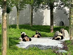 -卧龙中华大熊猫苑神树坪基地
