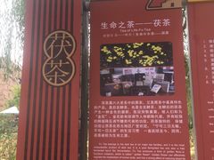 -茯茶镇