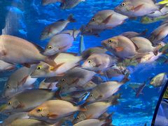 -太平洋海底世界