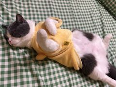 -东方名猫馆·英短金渐层布偶猫舍(环线广场1号楼店)