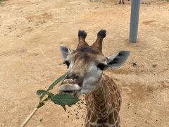 -西霞口神雕山野生动物世界