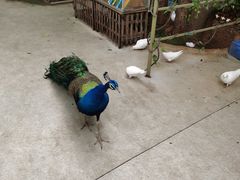 -史努比缤纷世界