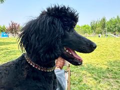 -爪吧宠物乐园 (温榆河示范区店)